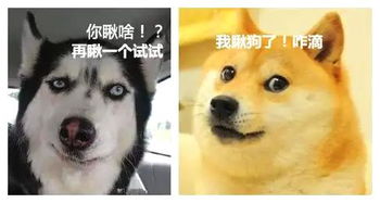 哈士奇和柴犬的表情包大战最后竟是这样