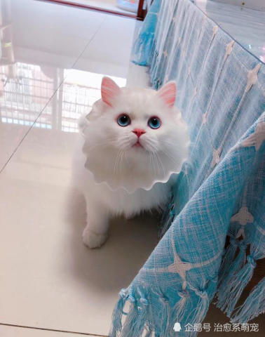 每次猫咪想要小鱼干都这样盯着铲屎官这表情太可爱,有颜任性啊