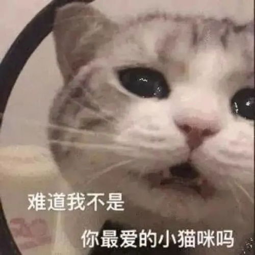 我把猫独自留在家里7天,一看监控瞬间崩溃了
