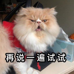 猫咪表情包合集我没事,我很快乐