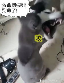 蓝猫剃毛后心情不好,二哈上前挑衅遭暴打,搞怪表情让主人笑喷了
