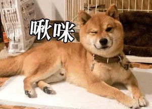 表情包比哈士奇还多,全世界都被这只柴犬圈粉