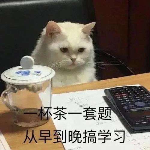 沙雕猫猫表情包
