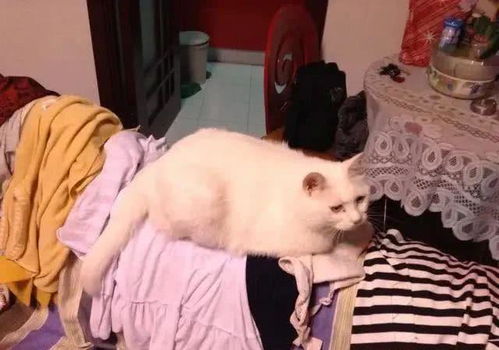 不小心将自家猫的表情包发给教授,本以为完蛋了,剧情却出现转折