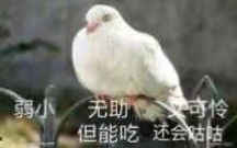 无助表情包图片大全鸽子