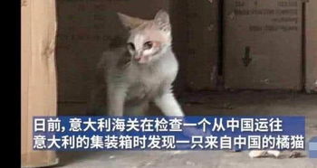 不愧是中国的猫橘猫偷渡到意大利,35天没进食却活了下来