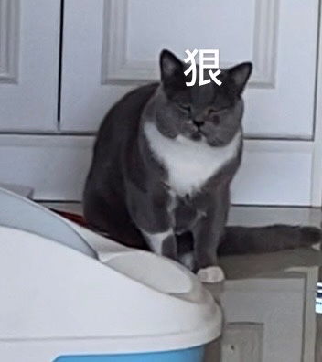 养猫以后手机里多了很多表情包
