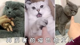 猫我咋一读书就犯困呐