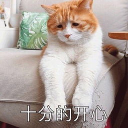 敲可耐表情包小奶猫卖萌,橘猫喝完没人可以走了,瓶子留下