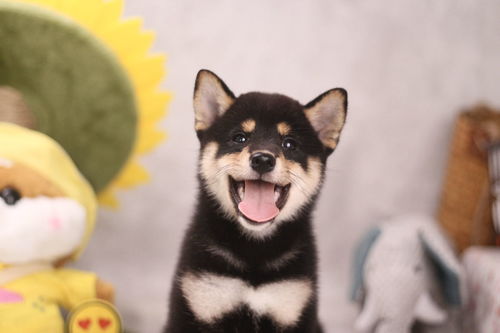柴犬wink表情包黑柴