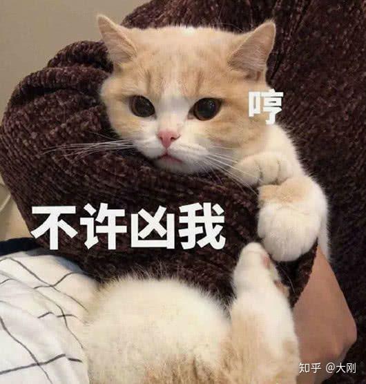 有男生会用可爱的小动物照片做头像么