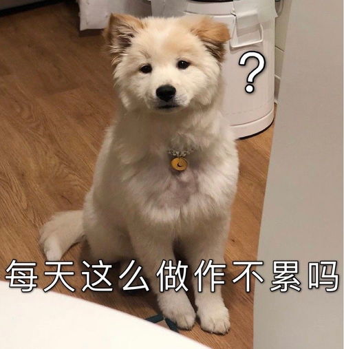 沙雕表情包l我养你啊笨