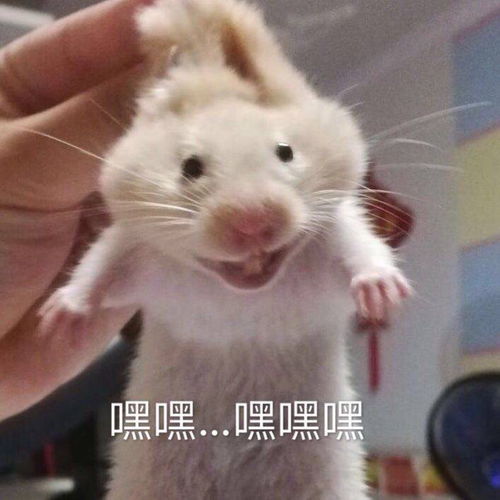 发表情包可以净化首页吗