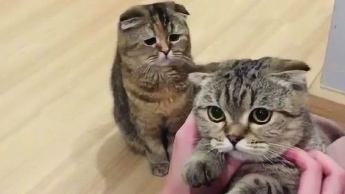 猫你以前也是这样抱我的,自从它来了后,我这是失宠了嘛日常卑微