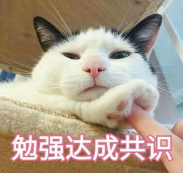 猫主子日常的表情包,萌不到你送小心心
