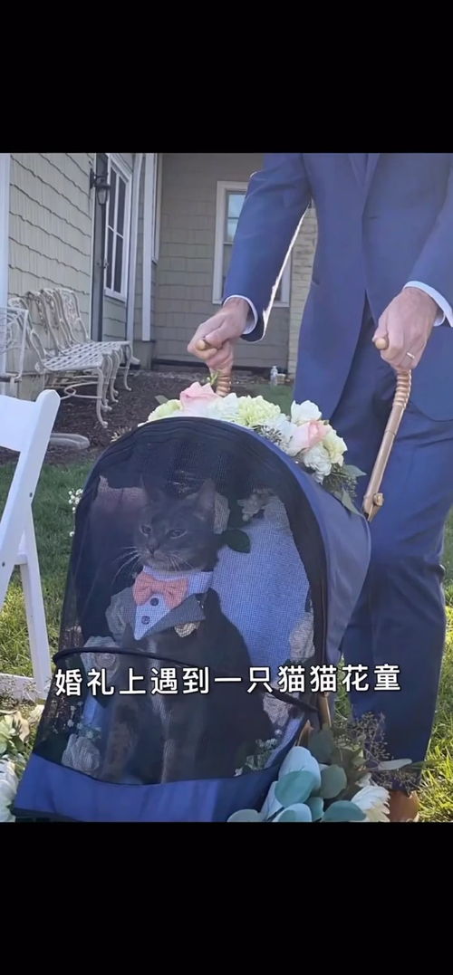 搞笑动物表情包配音喜剧
