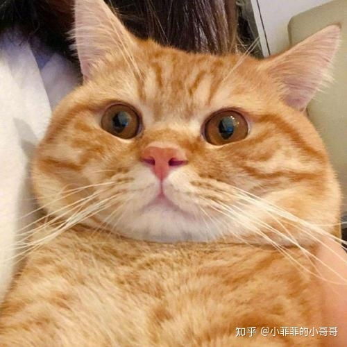 猫咪会不会冻感冒
