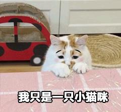 有趣表情包之喵星人的日常,我是一只萌萌的小猫咪哦