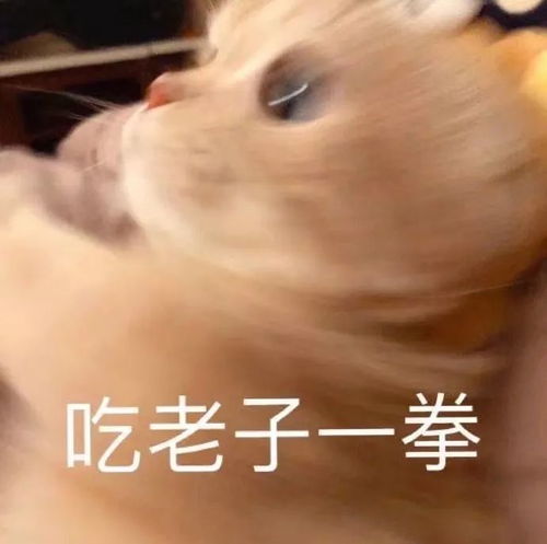 有1说1,奇怪的表情包变多了