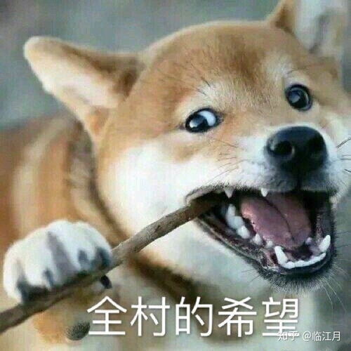 哈皮狗表情包建业