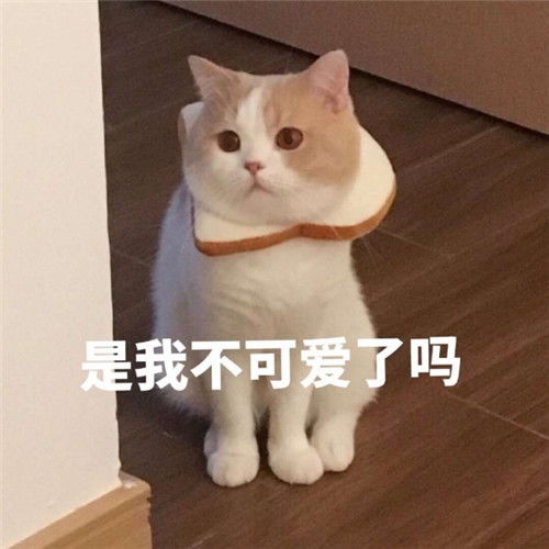 萌猫带字头像图片,萌猫带字撒娇表情包系的