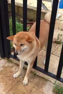 在被卡住这个领域,这货连哈士奇都不得不服