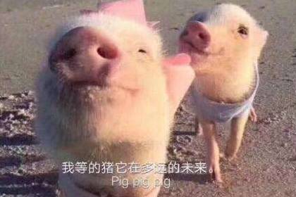 猪精女孩的养生指南,你中了几条