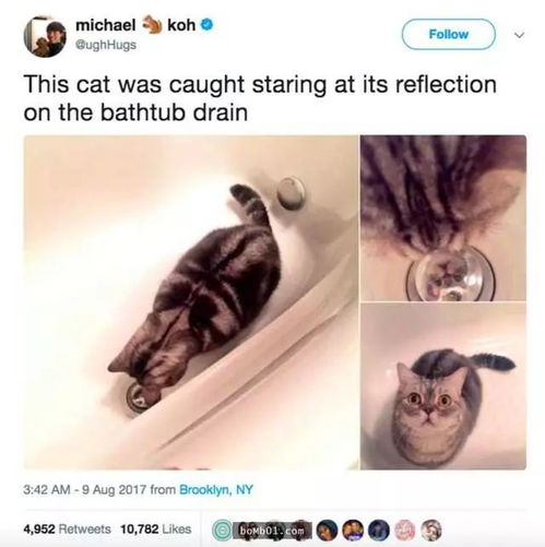 心情不爽的时候,就看看这些可爱的猫咪吧