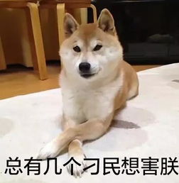 有一种狗叫柴犬,二货程度堪比哈士奇