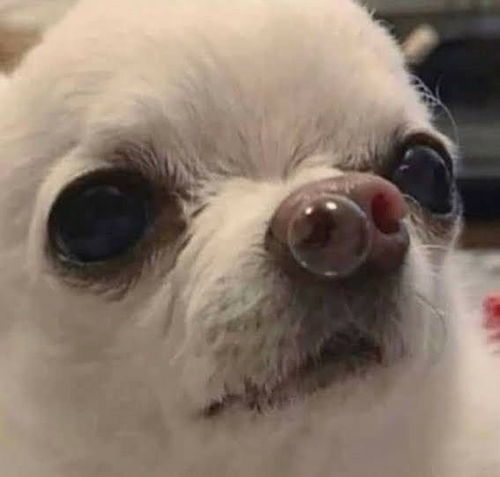 我还是最喜欢丑狗