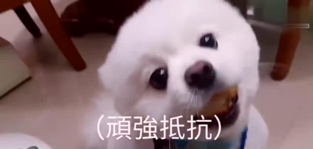 超级可爱的博美居然偷吃鱼丸被主人发现,满脸无辜的表情让人心疼
