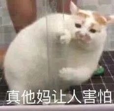 doyouknow你表情包中的猫
