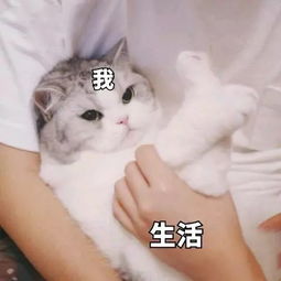 日常吸猫表情包