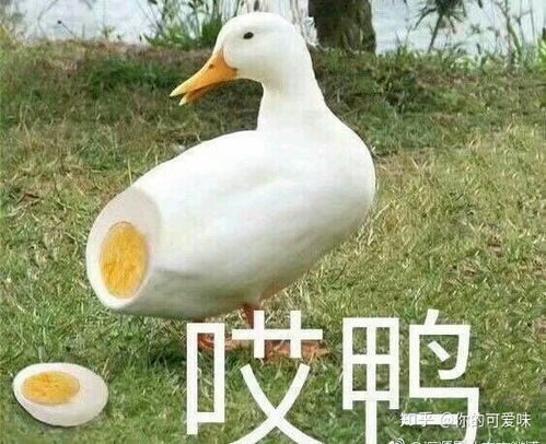 搞笑动物表情包配音奇趣