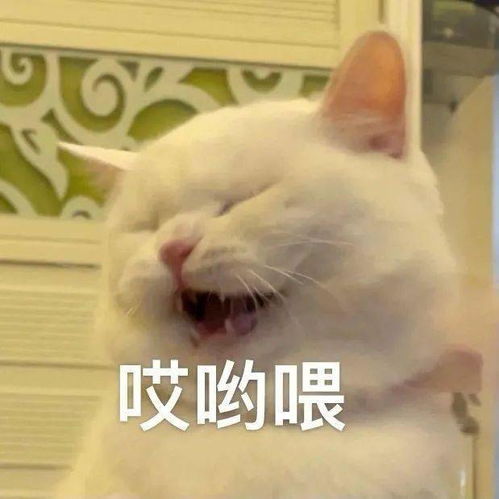 好看的头像壁纸集