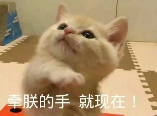 为什么很多人聊天都喜欢用猫咪表情包附最全猫咪表情包