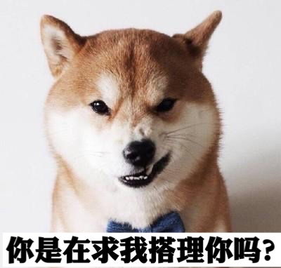 柴犬wink表情包几点