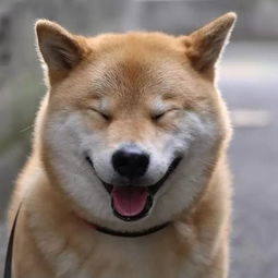 我的表情包去世了
