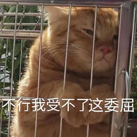 猫猫表情包大合集,一整周都不用打字啦