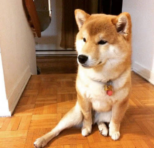 柴犬向主人展现销魂坐姿,主人拍手叫好,柴犬一个眼神主人尴尬了