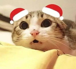 微信猫猫表情包没事