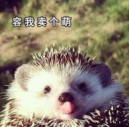 有趣丨非洲动物表情包,master已经被萌翻了