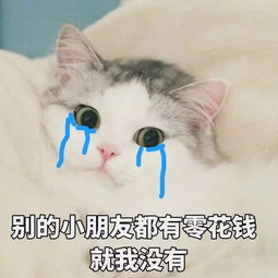猫咪表情包,猫奴必备