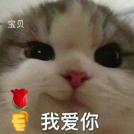 有人吗表情包可爱猫咪