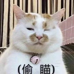 沙雕表情包没一个能打的