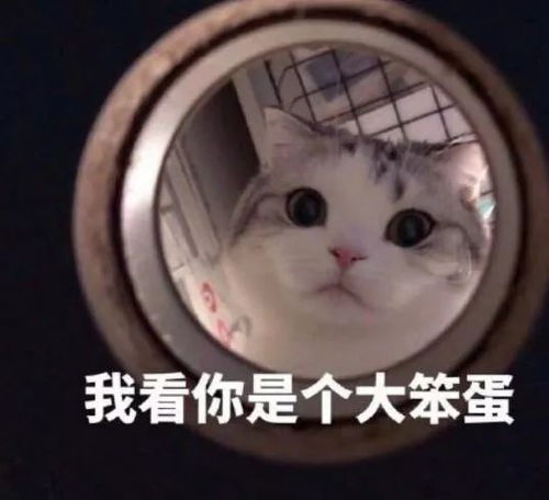 猫表情包什么都是他们的,我这个胖子连脖子都没有
