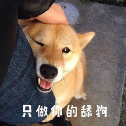 谁知道这狗什么品种