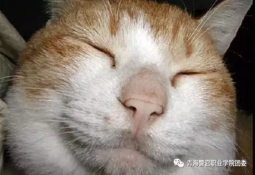 青警团宣警院学生的表情包