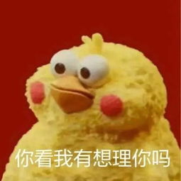 难过的时候需要鹦鹉兄弟给你满满的负能量