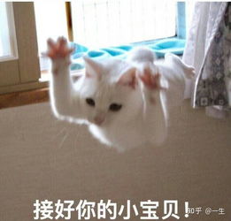 仓鼠被摔了怎么办